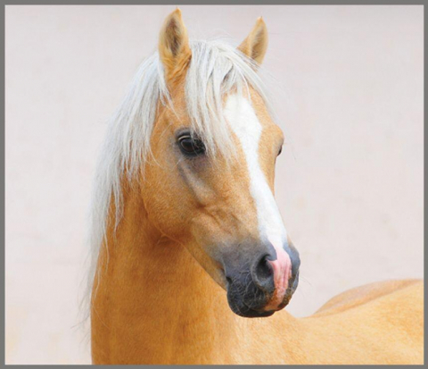 Proiector tip lanterna - Caluti [12]