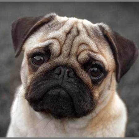 Proiector tip lanterna - Catelusi draguti [4]