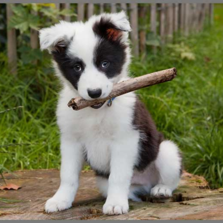 Proiector tip lanterna - Catelusi draguti [9]