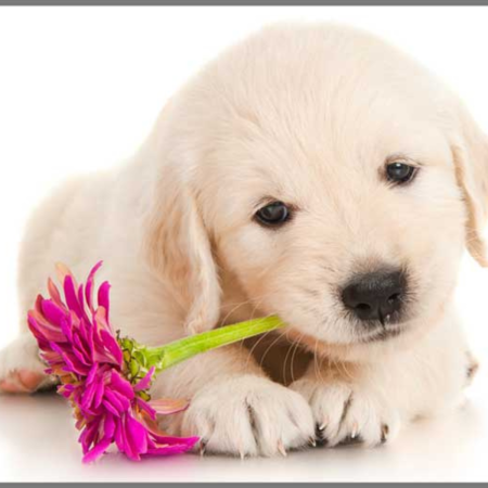 Proiector tip lanterna - Catelusi draguti [3]