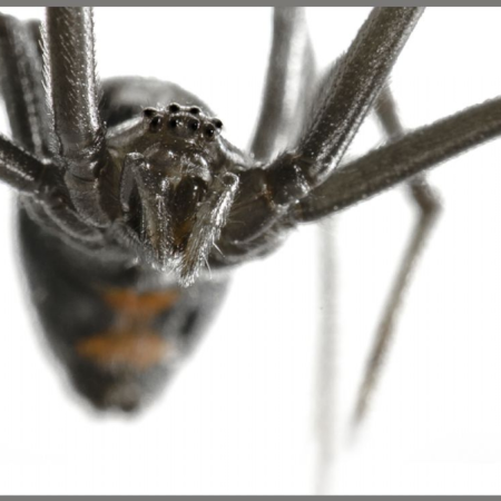 Proiector tip lanterna - Cele mai periculoase animale [9]