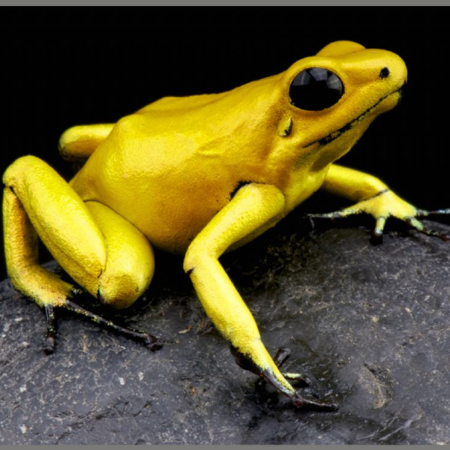 Proiector tip lanterna - Cele mai periculoase animale [6]