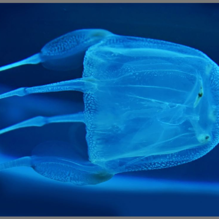 Proiector tip lanterna - Cele mai periculoase animale [8]