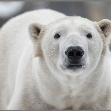 Proiector tip lanterna - Cele mai periculoase animale [7]