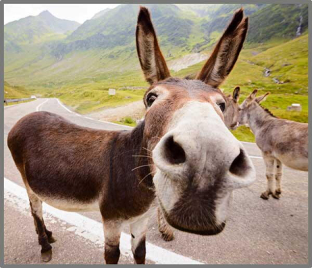 Proiector tip lanterna - Distractie cu animalute [6]