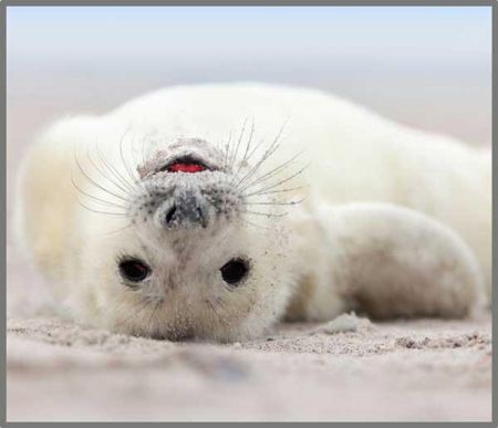 Proiector tip lanterna - Distractie cu animalute [4]