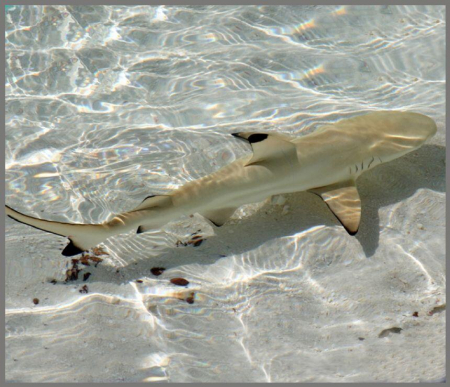 Proiector tip lanterna - Rechini [6]