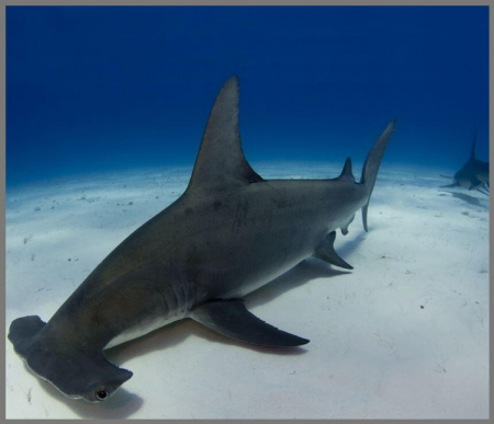 Proiector tip lanterna - Rechini periculosi [8]