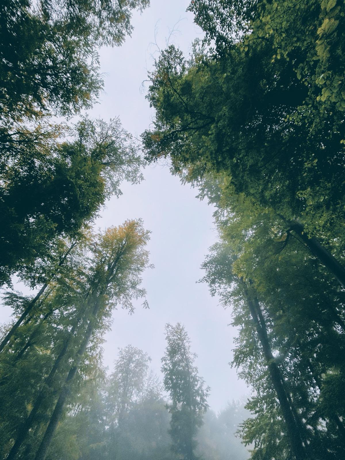 Terapia sau arta de a merge prin ceață