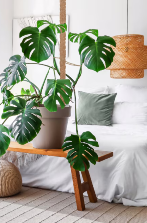 Araci fibra cocos - Arac din fibra cocos  pentru decor / sustinere plante decorative de apartament si gradina, premium. dimensiuni de la 50 la 180 cm