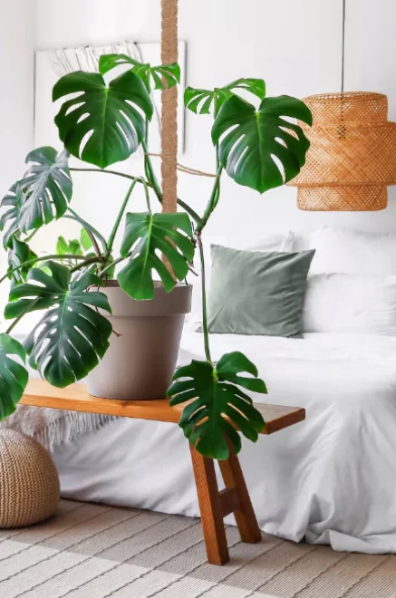 Arac din fibra cocos  pentru decor / sustinere plante decorative de apartament si gradina, premium. dimensiuni de la 50 la 180 cm [1]