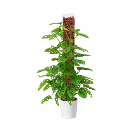 Accesorii pentru plante - moss-pole-60cm-sphagnum-moss-premium-chile-monstera-philodendron