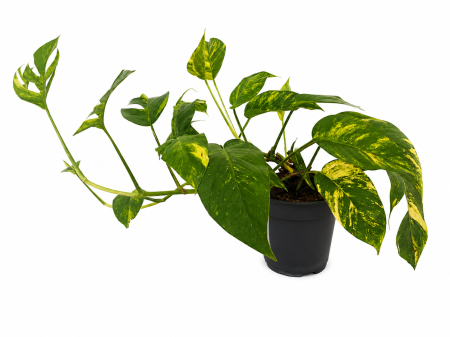 Plante Naturale - Planta naturala Epipremnum Cintho Goldfinger 40-45cm 