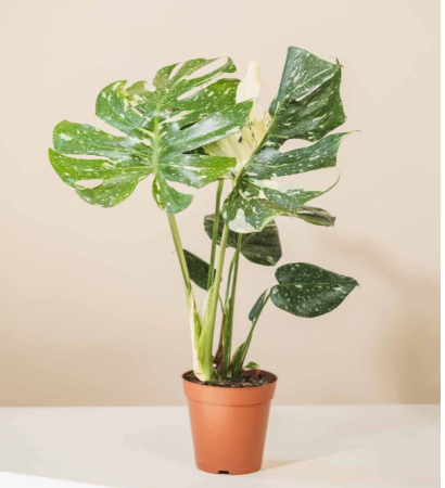 Planta naturala Monstera Thai Constellation inaltime 50 -60cm [1]