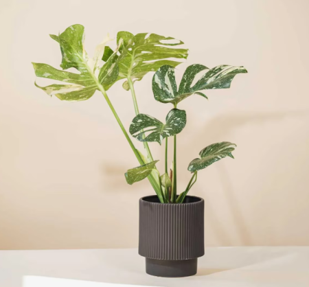 Plante Naturale - Planta naturala Monstera Thai Constellation inaltime 50 -60cm