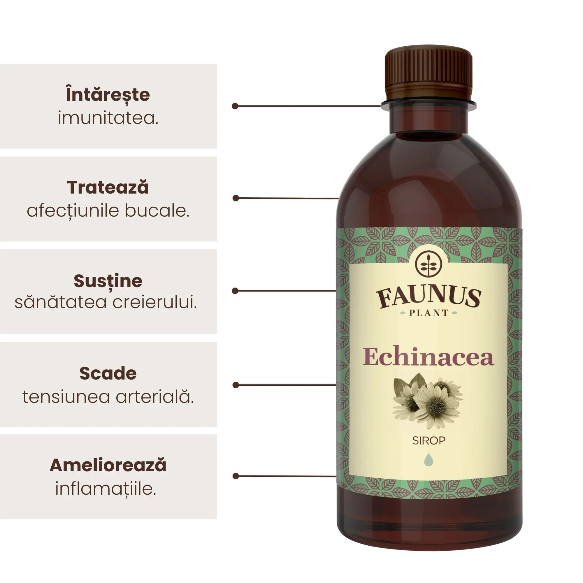 Echinacea - Sirop. [2]