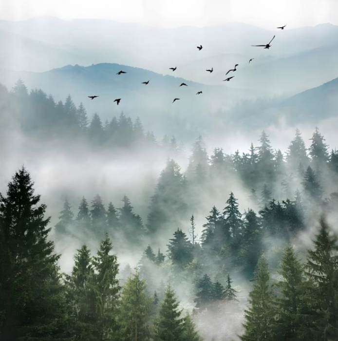 CEAȚA DIN PĂDURE [2]