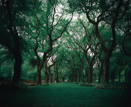 Tablou standard – canvas decor [1]