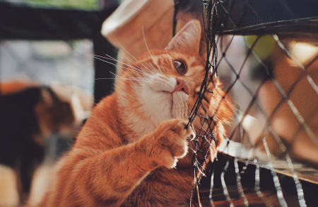 Tablou standard – canvas decor [1]