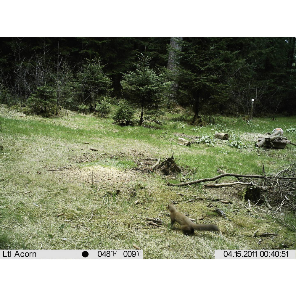 Cameră Wildlife Full HD 16 MP cu Black LEDs 940 nm – Berger & Schröter [8]