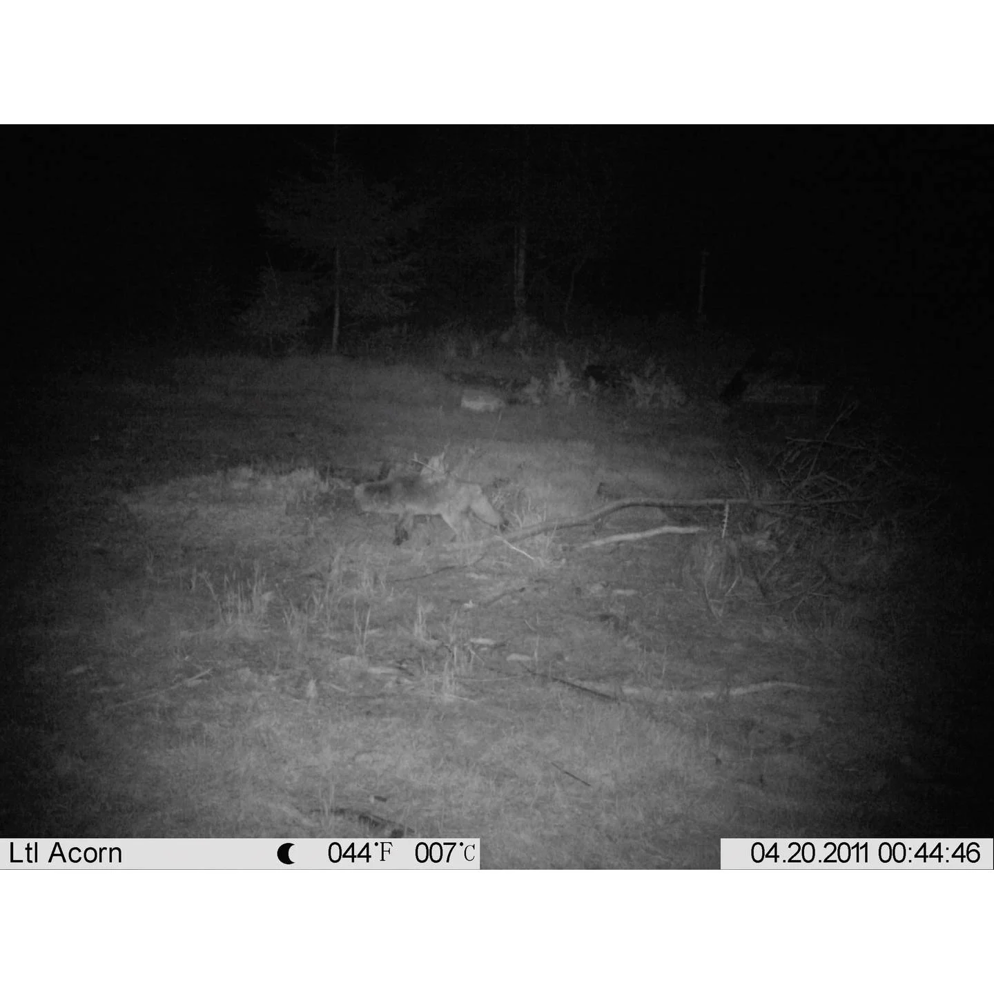 Cameră Wildlife Full HD 16 MP cu Black LEDs 940 nm – Berger & Schröter [5]