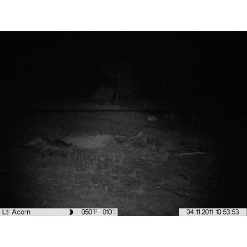 Cameră Wildlife Full HD 16 MP cu Black LEDs 940 nm – Berger & Schröter [6]