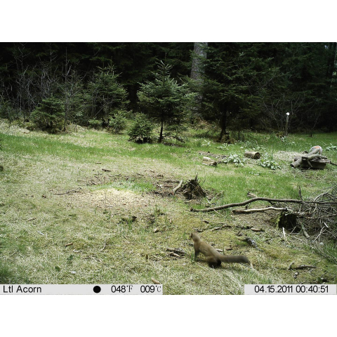 Cameră Wildlife Full HD 16 MP cu Black LEDs 940 nm – Berger & Schröter [7]