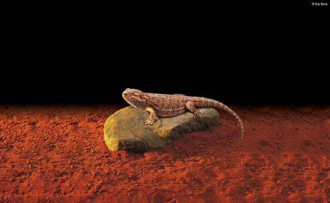 Exo Terra Heating Rock Large – Piatră Încălzitoare pentru Reptile, Consum Redus & Siguranță [3]