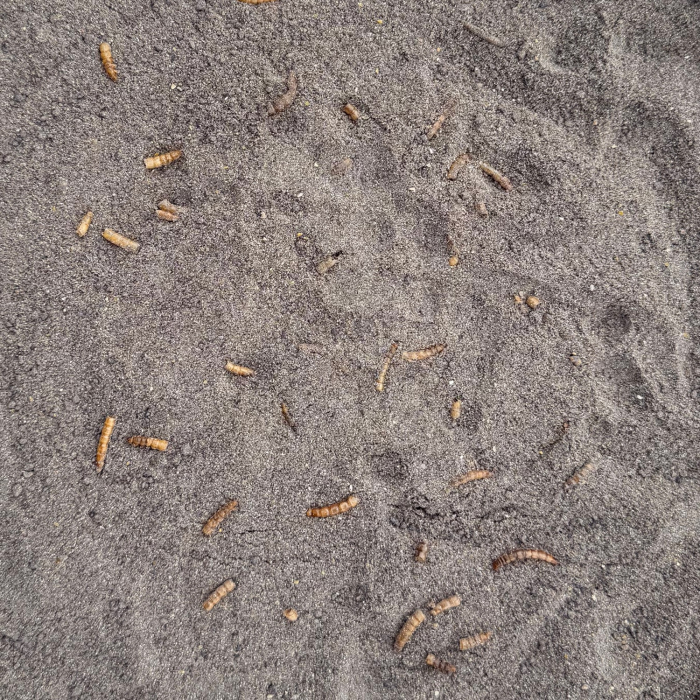 NADA APA RECE RAME & DAPHNIA 1kg [2]