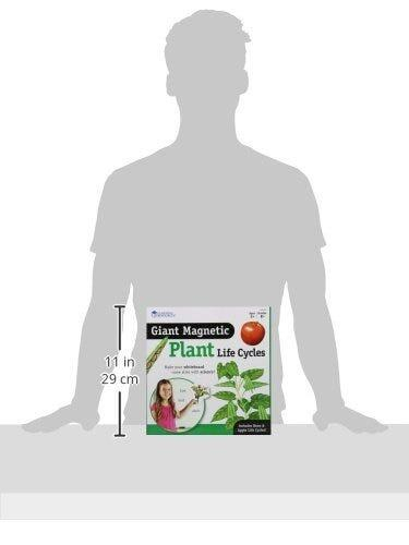 Ciclul vietii plantei - set magnetic [6]