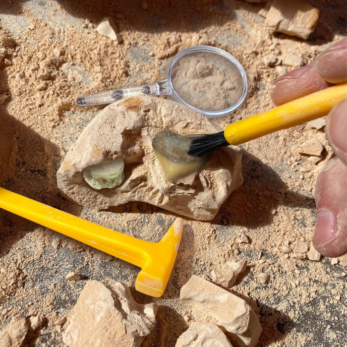 GeoSafari - Kit excavare fosile [8]