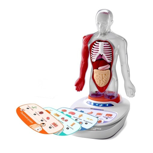 Joc STEM Anatomia umana, TopBright [4]