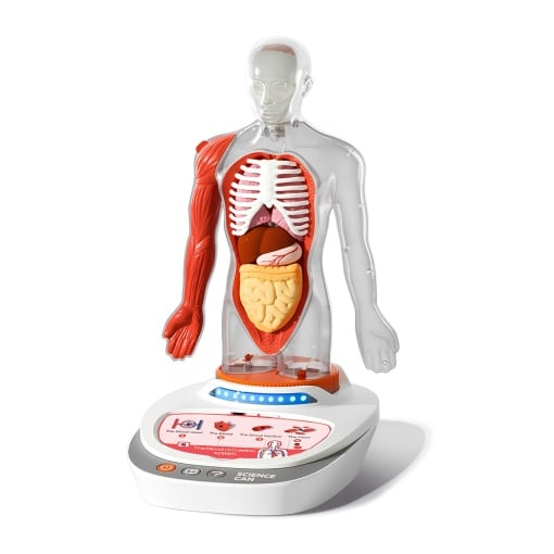 Joc STEM Anatomia umana, TopBright [1]