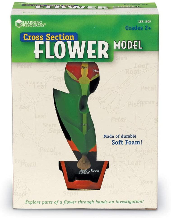Model de sectiune a florii [4]