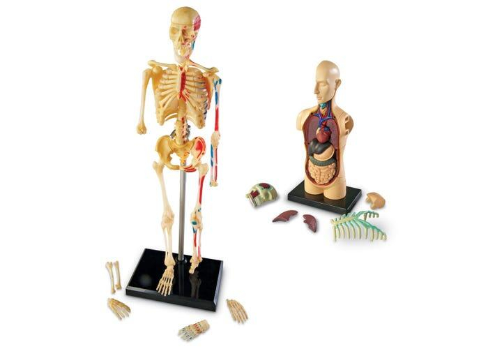 Set machete - Anatomie [2]