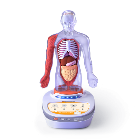 STEM - Descopera corpul uman - Enciclopedie Interactiva STEAM