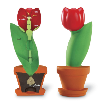 STEM - Model de sectiune a florii