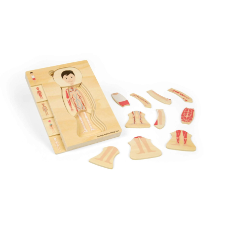 Puzzle - Puzzle anatomic din lemn - Baiat