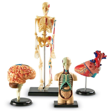 Pentru clasa - Set machete - Anatomie