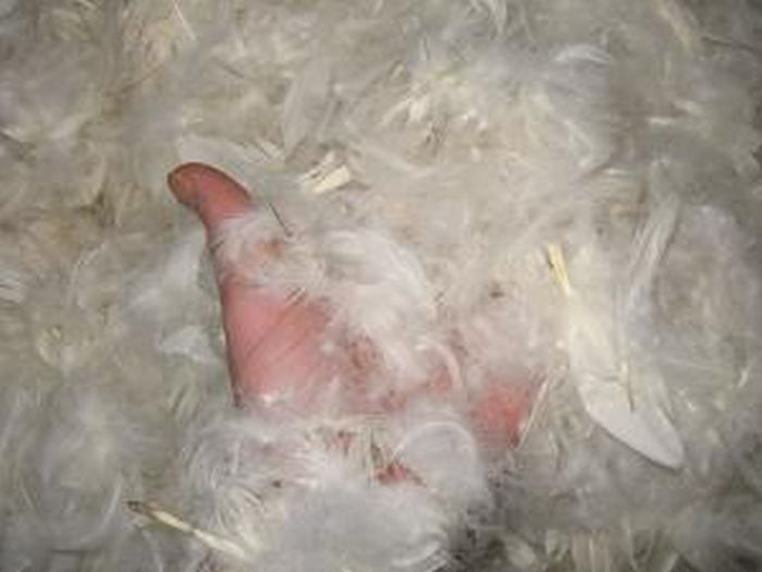 Umplutura pana scurta gasca 10:90, spalata,  Gecor [2]