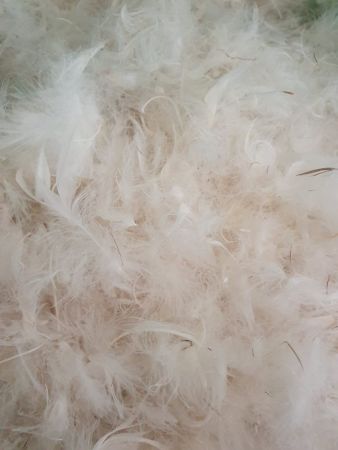 Umpluturi - Umplutura puf si pana gasca Gold, spalata, 70 : 30, Gecor