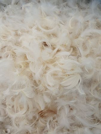 Umpluturi - Umplutura puf si pana gasca Nature, spalata, 25 : 75, Gecor