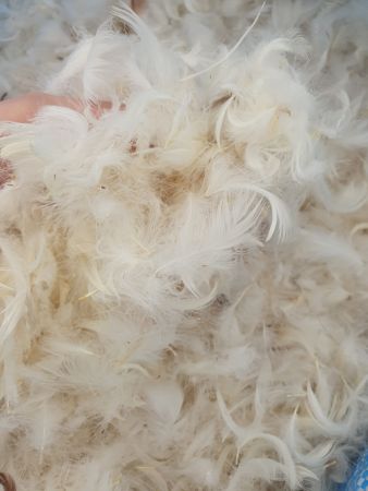 Umpluturi - Umplutura puf si pana gasca Silver, spalata, 50 : 50, Gecor