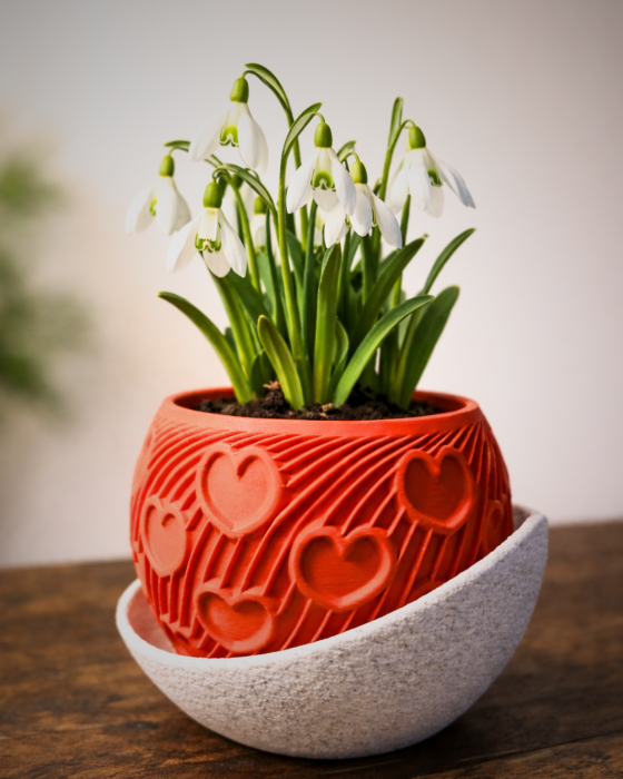 Cuore - ghiveci plante mici [4]