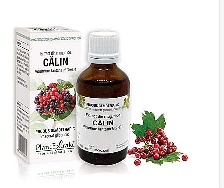 Vederea și auzul - Extract din muguri de Călin - Viburnum lantana MG=D1, 50 ml