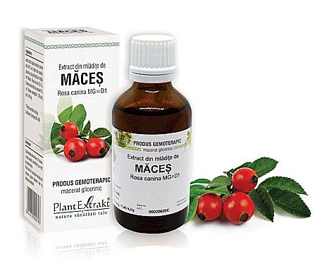 Tractul respirator - Extract din mlădiţe de Măceș - Rosa canina, 50 ml