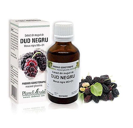 Vederea și auzul - Extract din muguri de Dud negru - Morus nigra MG=D1, 50 ml