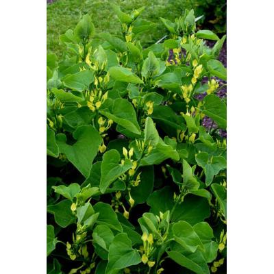 Ai probleme cu pielea? Descoperă cum te ajută Mărul-lupului – ceai, tinctură și cremă cu efect WOW!