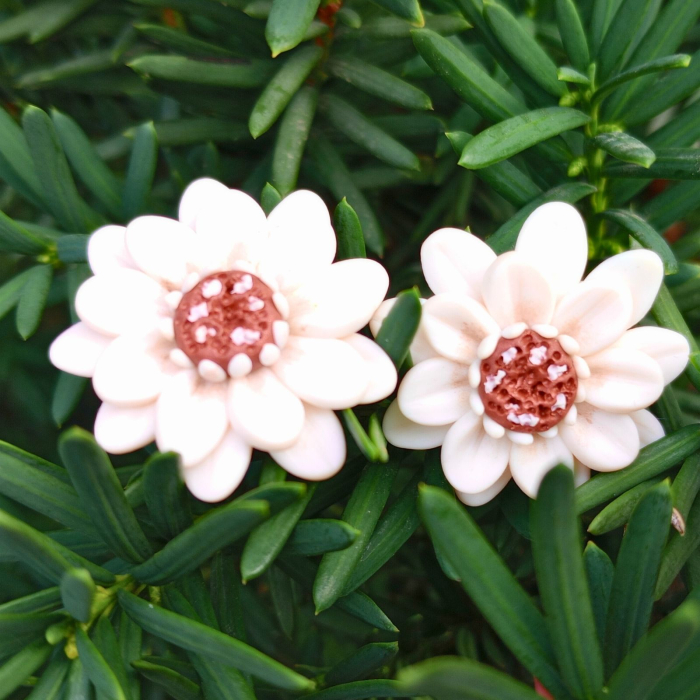 Cercei surub flori albe [4]