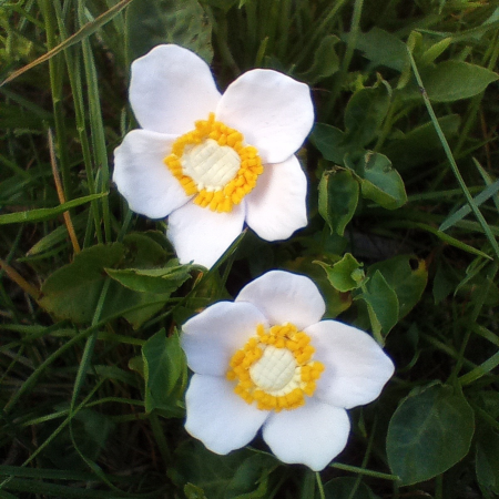 Cercei surub Anemone de padure [1]